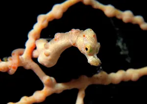 Seahorses: Skinhead Pygmy Seahorse