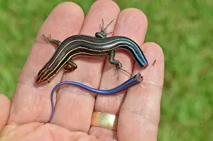 Lost: Skink with broken tail