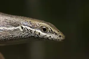 Pectoralis: Skink (Carlia pectoralis)