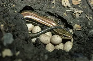 Skinks: Skink with Eggs