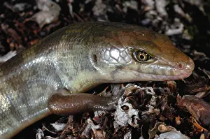 Scincidae: Skink (Eugongylus albofasciolatus)