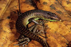 Skink: Skink, Papua New Guinea