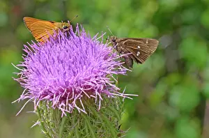 Twin: Skipper butterflies on Thistle