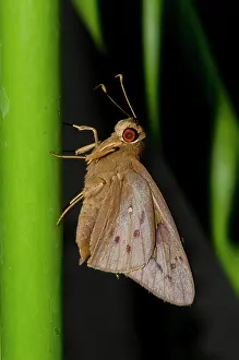 Skipper: Skipper Butterfly