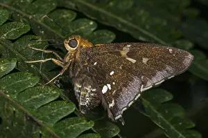 Maria: Skipper butterfly (Epargyreus sp.) Santa Maria
