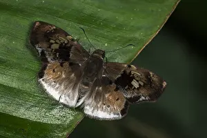 Skipper: Skipper butterfly (Gindanes sp.) Tatama National