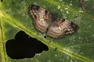 Skipper: Skipper butterfly (Mylon sp.) Tatama National Park
