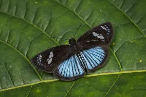 Skipper: Skipper butterfly (Pythonides jovianus) Tatama National
