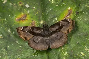 Skipper: Skipper butterfly (Zera hyacinthinus) Tatama National