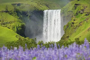 Lupin: Skogafoss waterfall - Iceland