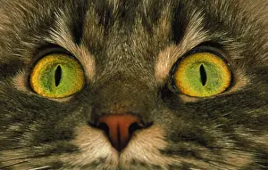 Muzzle: SKOGKATT CAT, CLOSE-UP OF EYES