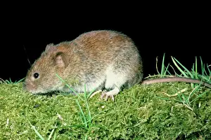 Pat Morris: Skomer Vole