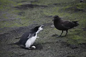 Chinstrap: Skua Bird Steals Penguin Egg, 1 of 4