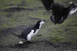 Chinstrap: Skua Bird Steals Penguin Egg, 2 of 4
