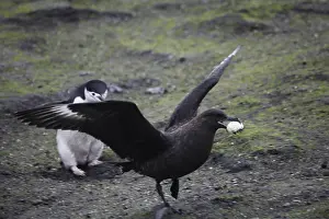 Chinstrap: Skua Bird Steals Penguin Egg, 3 of 4