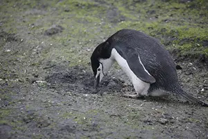 Chinstrap: Skua Bird Steals Penguin Egg, 4 of 4