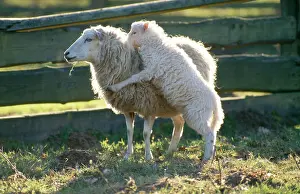 Pastural: Skudde SHEEP - ewe, with lamb jumping up at her playing