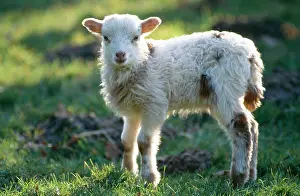 Pastural: Skudde SHEEP - lamb
