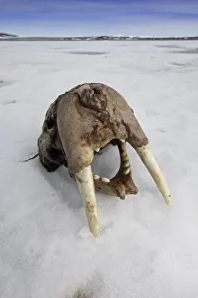 Odobenidae: Skull of Atlantic walrus (Odobenus rosmarus) with