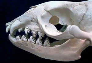 Lobodon: Skull of Crabeater Seal