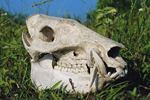 Bleached: Skull of a feral pig