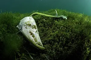 Found: Skull and fishbone found on the lake bottom during