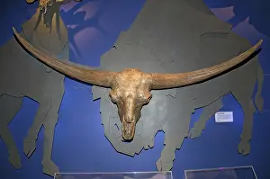 Mounted: Skull of Giant Bison