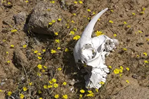 Musculoskeletal: Skull of goat amongst flowers Namaqualand South Africa