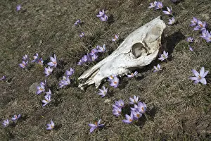 Systems: Skull Pork Corsican Crocus in the middle of a meadow