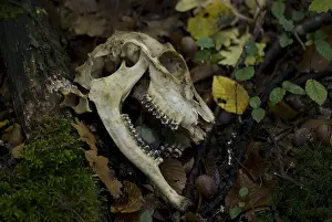 Decomposed: Skull sheep in forest France