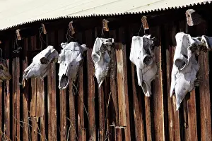 Ranches: Skulls of cattle