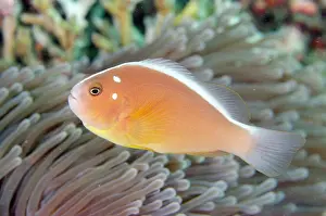 Anemonefish: Skunk Anemonefish