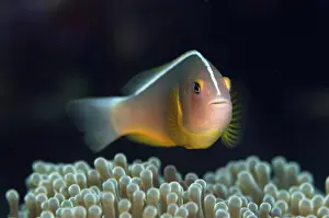Line: Skunk Anemonefish
