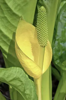 Skunk: Skunk cabbage