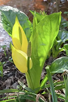Skunk: Skunk cabbage