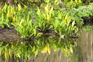 Cabbages: Skunk Cabbage at Fairhaven water gardens