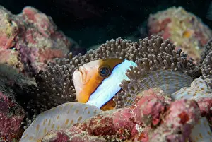 Skunk: Skunk Clownfish (Amphiprion akallopisos) in its