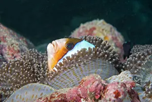Skunk: Skunk Clownfish (Amphiprion akallopisos) in its