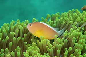 Skunk: Skunk Clownfish (Amphiprion akallopisos) in anemone