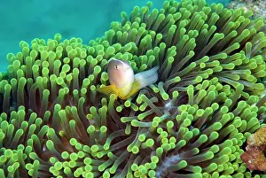 Skunk: Skunk Clownfish (Amphiprion akallopisos) in anemone