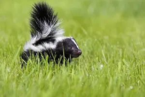 Skunk: Skunk, juvenile, Striped skunk (Mephitis mephitis)