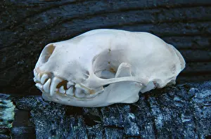 Skunk: Skunk skull