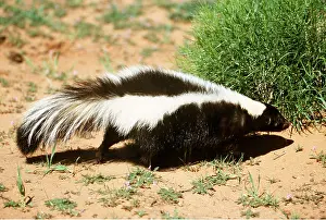 Skunk: SKUNK - walks in desert
