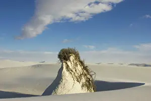 Gypsum: Skunkbush Sumac - a woody plant that flourish in