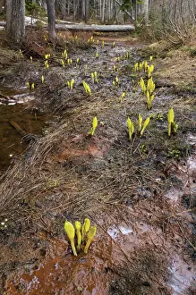 Reclaim: Skunkcabbage