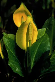 Skunk: Skunkcabbage