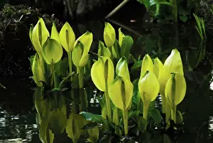 Bold: Skunkcabbage
