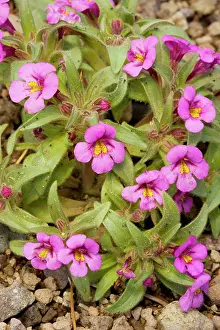 Mimulus: Skunky monkey-flower - near Winnemucca Lake in