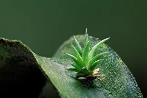 Tillandsia: Sky Plant - young plant growing on a fellow creature