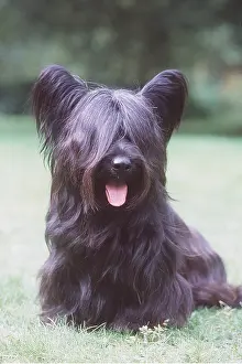Skye: SKYE TERRIER DOG - sitting